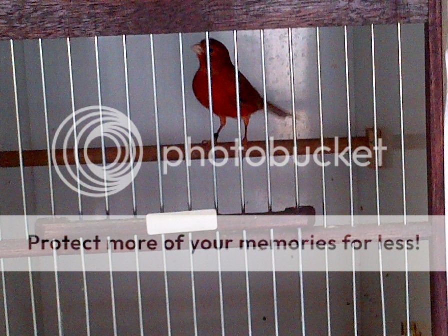 photo IMG-20140314-01132_zps14c15868.jpg