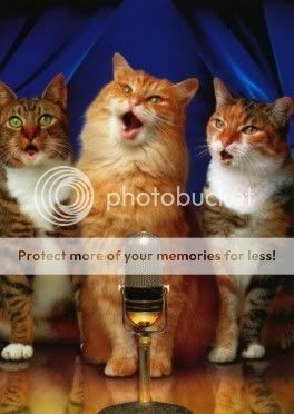 singing cats Pictures, Images and Photos