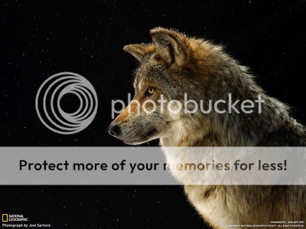 Endangered - Mexican Gray Wolf (Canis lupus baileyi)