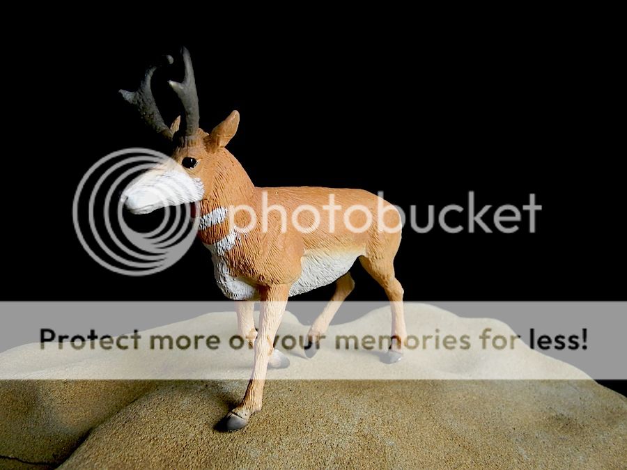 Pronghorn antelope ( Wildlife)