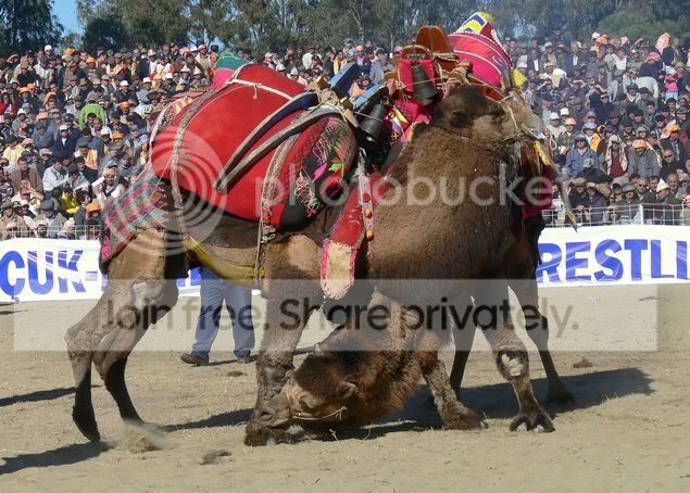 camelwrestling2.jpg