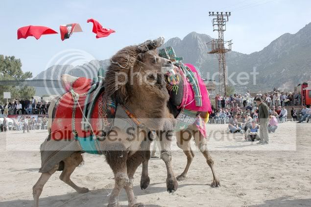 camelwrestling5.jpg